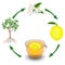 The cycle from the plant lemon to a cup of tea.