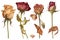 Cycle rose botanical beauty illustration. Generate Ai