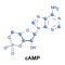 Cyclic adenosine monophosphate