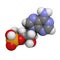 Cyclic adenosine monophosphate (cAMP) molecule