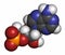 Cyclic adenosine monophosphate cAMP second messenger molecule. 3D rendering. Atoms are represented as spheres with conventional.