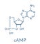 Cyclic adenosine monophosphate cAMP second messenger molecule. Plays role in intracellular signal transduction.