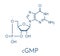 Cyclic guanosine monophosphate cGMP molecule. Important second messenger, produced by guanylate cyclase, broken down by.