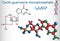 Cyclic guanosine monophosphate cGMP molecule. It is a nucleot