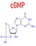 Cyclic guanosine monophosphate or cGMP molecule. Skeletal formula.