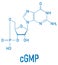 Cyclic guanosine monophosphate or cGMP molecule. Skeletal formula.