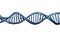 Cyclic rotation of the human DNA.