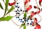 Cyclin-dependent kinase 6 (CDK6) bound to the inhibitor ribociclib. Enzyme involved in cell cycle regulation and target of several