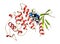 Cyclin-dependent kinase 6 (CDK6) bound to the inhibitor ribociclib. Enzyme involved in cell cycle regulation and target of several