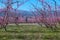 Cycling on the flowering peach trees in the Veria Plain, organized for the third time by the Veria Touristic Club