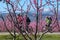 Cycling on the flowering peach trees in the Veria Plain, organized for the third time by the Veria Touristic Club