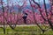 Cycling on the flowering peach trees in the Veria Plain, organized for the third time by the Veria Touristic Club