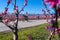 Cycling on the flowering peach trees in the Veria Plain, organized for the third time by the Veria Touristic Club