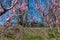 Cycling on the flowering peach trees in the Veria Plain, organized for the third time by the Veria Touristic Club