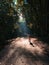 Cycling in the forest. Picture with a yellow women bike parked on a road between trees