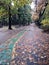 Cycling pathway during autumn time - leaves on the ground