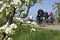 Cycling people and blossom trees, Betuwe.