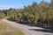 Cycling track across olive grove with mature olive trees