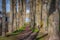 Cycling on treelined path through majestic autumn leaf colors of beech trees