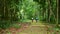 Cycling through tropical forest, clear ground pathway, surrounded by overgrowth plant.