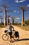 Cyclist and baobabs