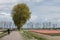 Cyclist at Dutch country road near colorful tulip fields