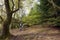 Cyclist in forest