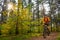 Cyclist in Orange Riding the Mountain Bike on the Trail in the Beautiful Pine Forest Lit by Bright Sun.