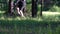 A cyclist rides along a path through a forest view.