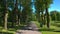 The cyclist rides along the road in the park. Aerial view of a beautiful alley with tall green trees.