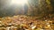 A cyclist rides a bicycle on fallen leaves on a gravel road in autumn. Unrecognizable people. Slow motion video