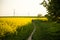 Cyclist rides a country road along flowering fields