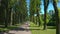 A cyclist rides onto a park path. Aerial view of a beautiful alley with tall green trees in the park.