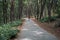 A cyclist rides on a road bicycle on road in woods