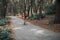 A cyclist rides on a road bicycle on road in woods