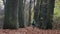 A cyclist rides on way covered of a fallen leaves