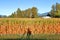 Cyclist Shadow and Early Morning Cornfield