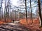 Cyclist in spring forest