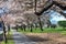 Cyclist in Springtime Cherry Blossom Avenue