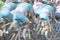 Cyclists, motion blur