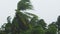 Cyclone BATSIRAI. Heavy rain breaks palm trees. Tree Branches Bending under Heavy Storm and Wind in Bad Weather