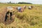 Cyclone Fani Alert - Harvesting of Paddy has started. At Khandhosh, India