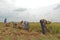 Cyclone Fani Alert - Harvesting of Paddy has started. At Khandhosh, India