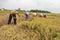 Cyclone Fani Alert - Harvesting of Paddy has started. At Khandhosh, India