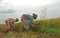 Cyclone Fani Alert - Harvesting of Paddy has started. At Khandhosh, India