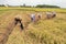 Cyclone Fani Alert - Harvesting of Paddy has started. At Khandhosh, India