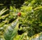 Cycloneda sanguinea, orange ladybug or ladybird beetle with no spots. Takeoff.