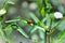 A Cycloneda sanguinea walking on the branch of the plant