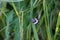 Cyclosia papilionaris on the grass in a meadow under the sunlight with a blurry background