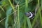 Cyclosia papilionaris on the grass in a meadow under the sunlight with a blurry background